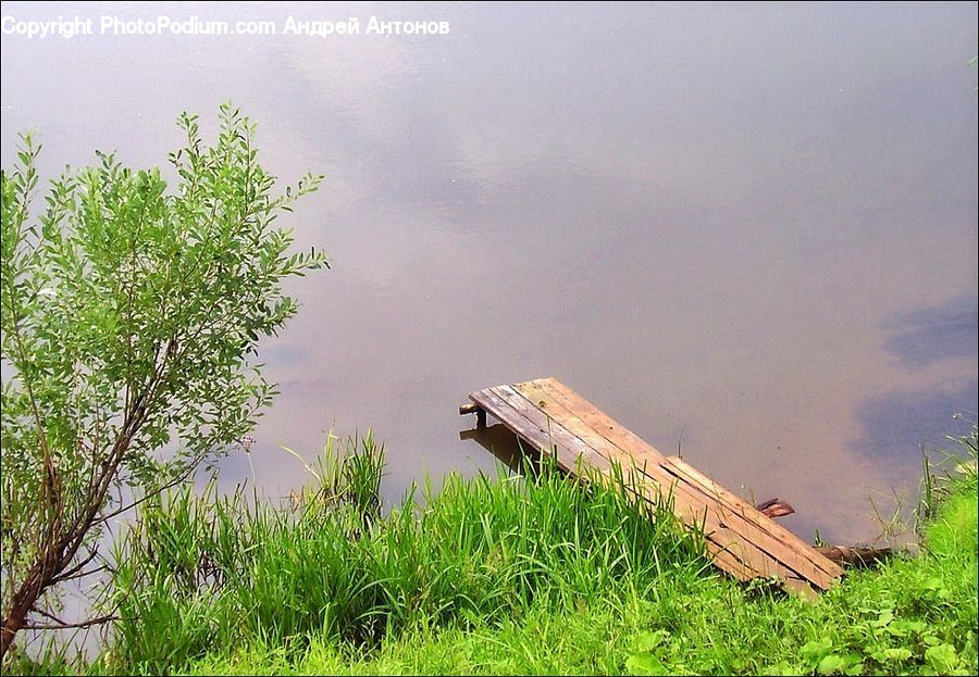 Plant, Potted Plant, Field, Grass, Grassland, Outdoors, Pond