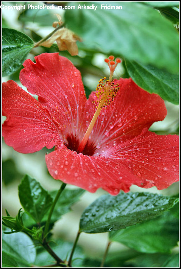 Flora, Flower, Hibiscus, Plant, Poppy, Blossom, Geranium