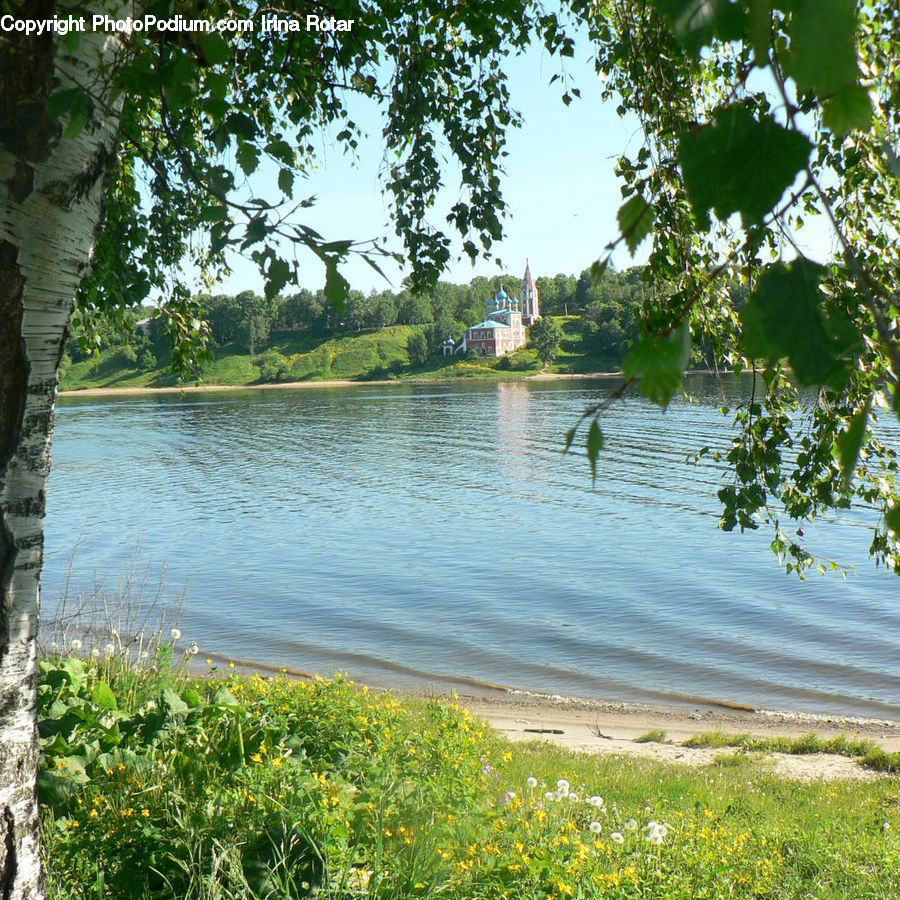 Birch, Tree, Wood, Outdoors, Pond, Water, Field