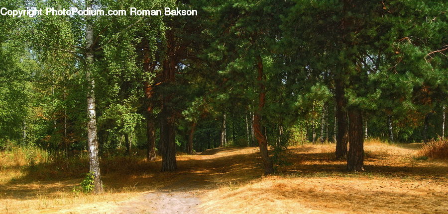 Dirt Road, Gravel, Road, Conifer, Fir, Plant, Tree