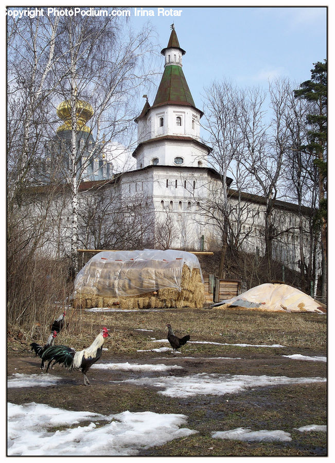 Architecture, Bell Tower, Clock Tower, Tower, Chicken, Cock Bird, Fowl
