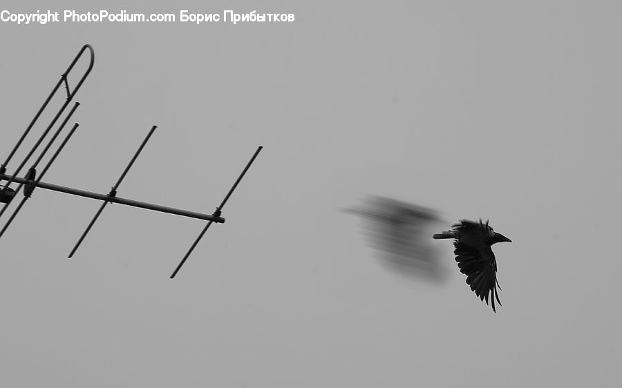 Bird, Blackbird, Crow, Jay, Magpie, Swallow, Kite Bird