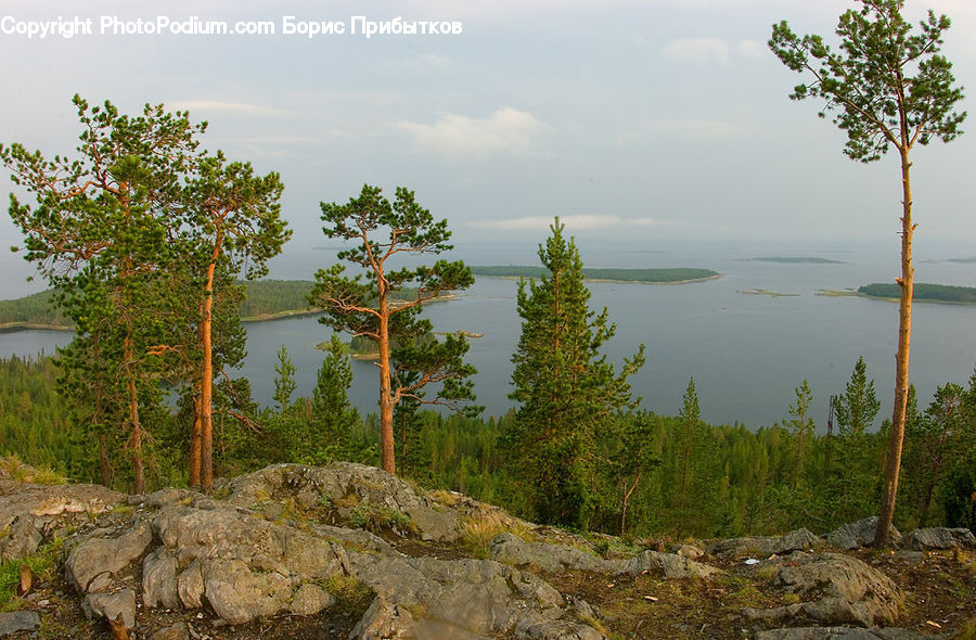 Plant, Tree, Conifer, Fir, Larch, Wood, Rock