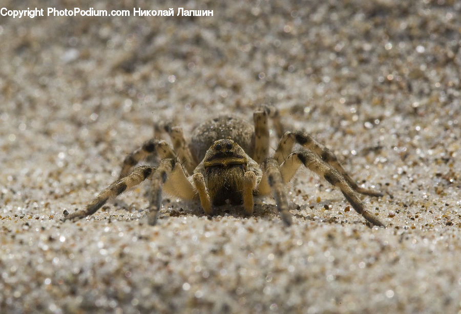 Crab, Invertebrate, Sea Life, Seafood, Arachnid, Garden Spider, Insect