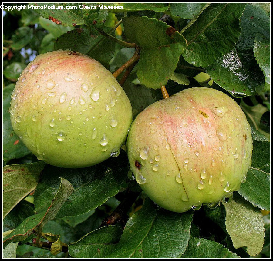 Apple, Fruit, Oak, Sycamore, Tree, Tree Trunk, Wood
