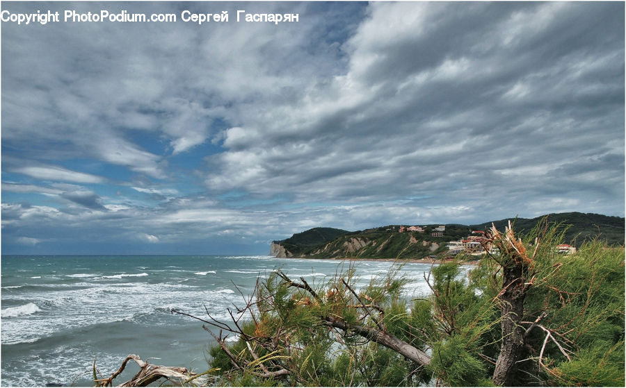 Beach, Coast, Outdoors, Sea, Water, Conifer, Fir