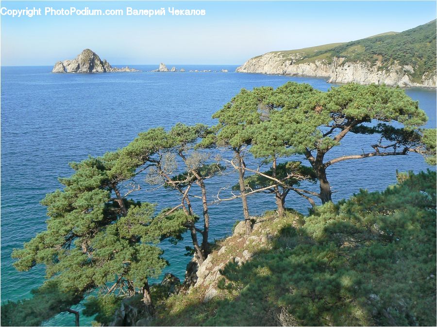 Promontory, Conifer, Fir, Plant, Tree, Coast, Outdoors