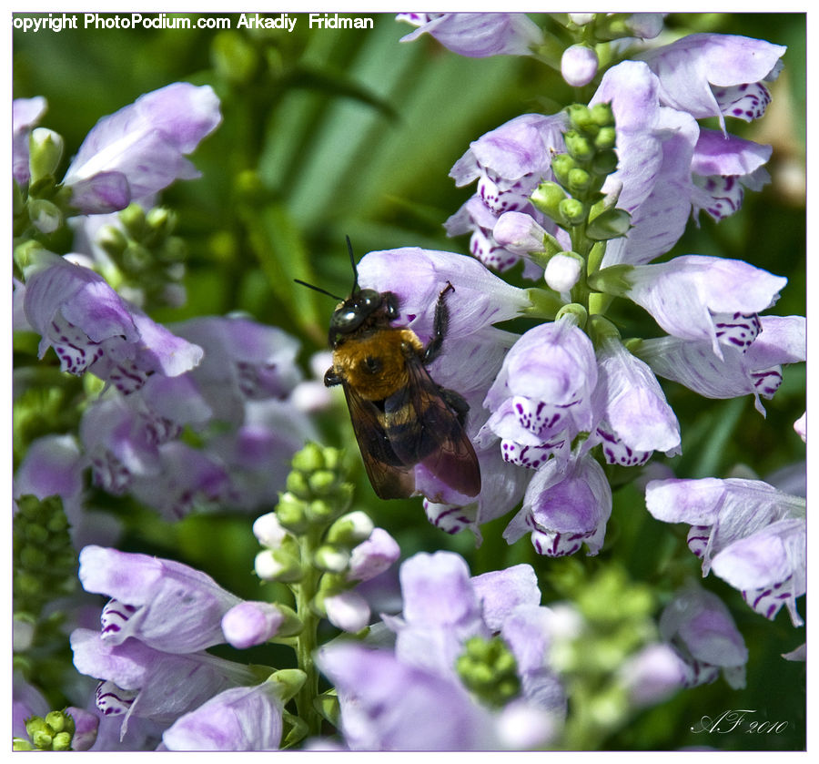 Bee, Insect, Invertebrate, Flora, Pollen, Andrena, Apidae