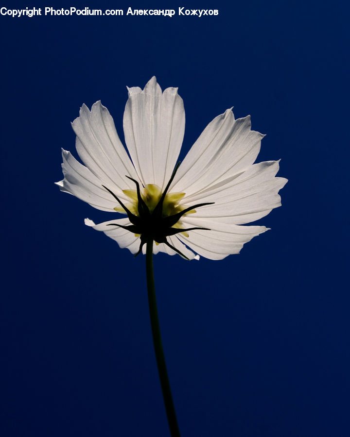 Cosmos, Daisies, Daisy, Flower, Plant, Blossom, Flora