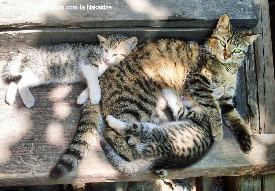 Animal, Cat, Kitten, Mammal, Pet, Manx, Egyptian Cat
