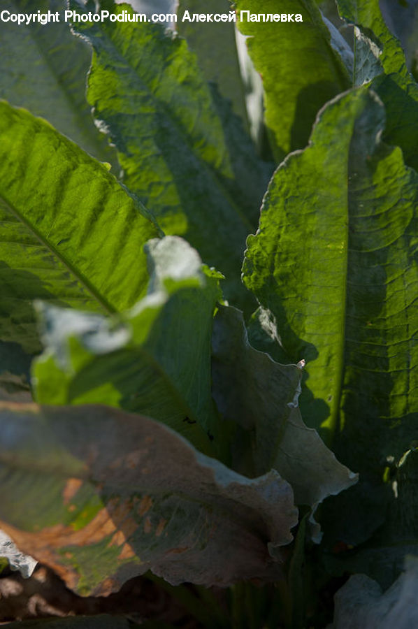 Plant, Potted Plant, Algae, Ivy, Vine, Cabbage, Produce
