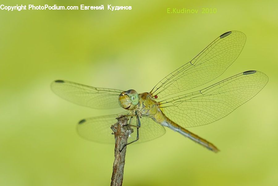 Anisoptera, Dragonfly, Insect, Invertebrate