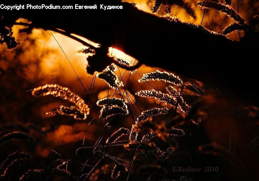 Fireworks, Night, Forest Fire, Fern, Plant, Palm Tree, Tree