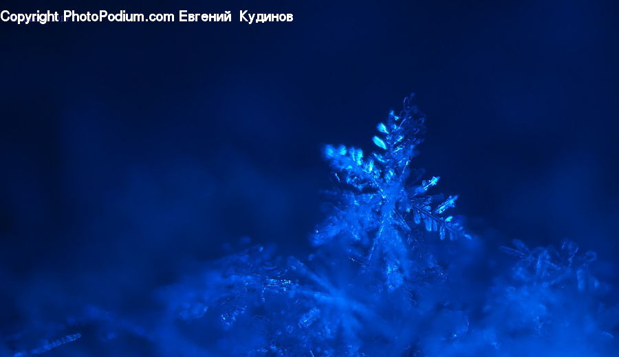 Crystal, Snowflake, Conifer, Fir, Plant, Tree, Field