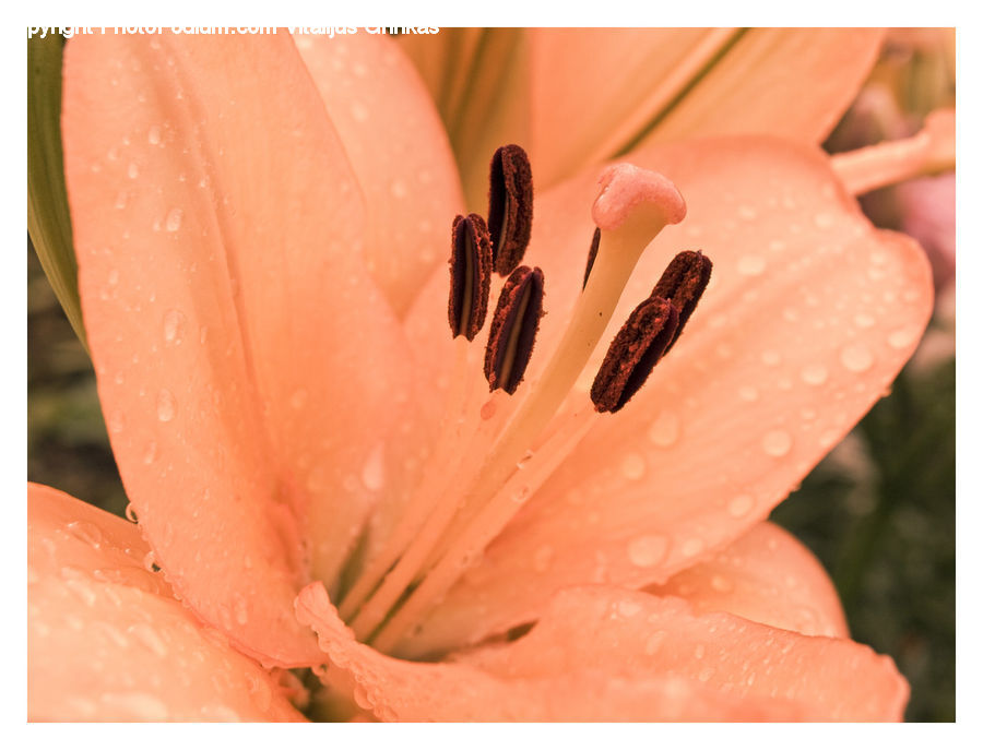 Anther, Flower, Petal, Plant, Cactus, Flora, Lily