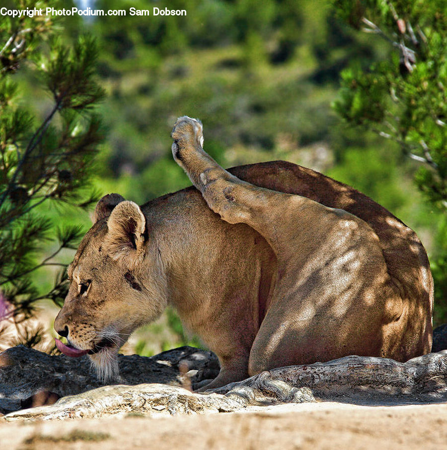 Animal, Lion, Wildlife, Buffalo, Bull, Mammal, Cougar