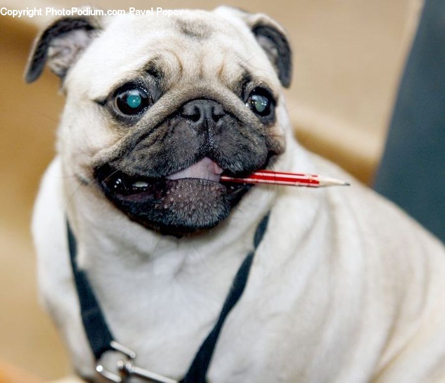 Animal, Canine, Dog, Mammal, Pet, Pug