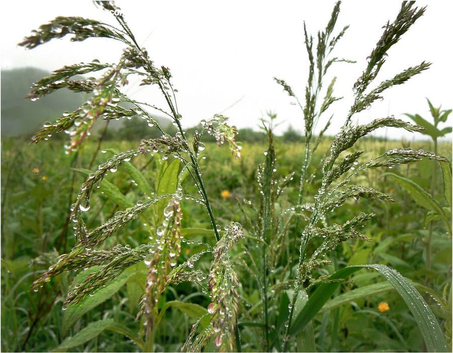Field, Grass, Grassland, Plant, Fiber, Hemp, Blossom