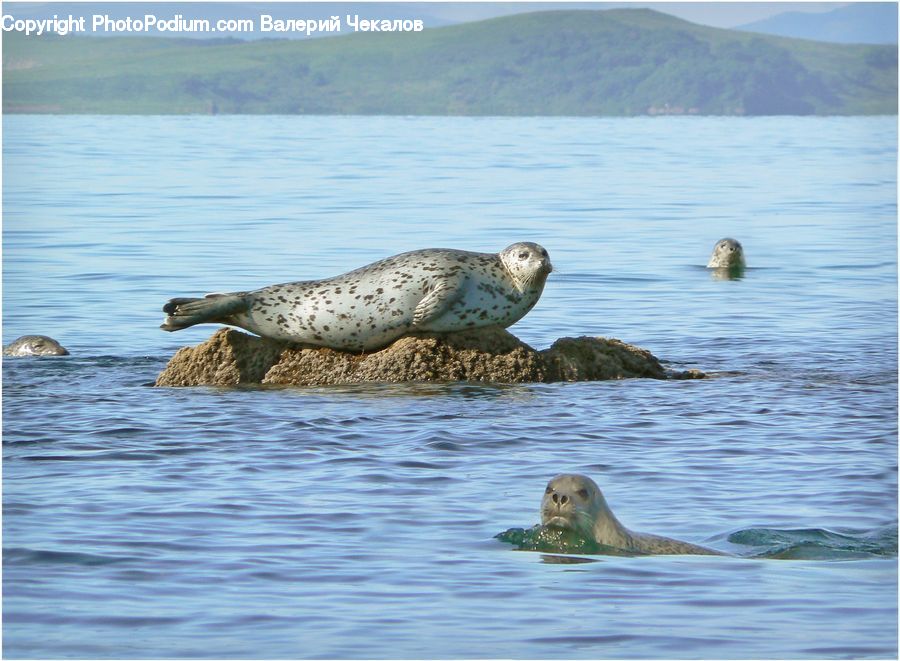 Animal, Mammal, Sea Life, Sea Lion, Seal, Outdoors, Sea
