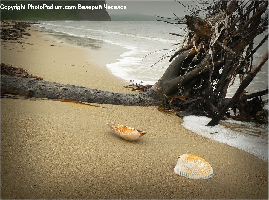Clam, Sea Life, Seashell, Outdoors, Sand, Soil, Beach