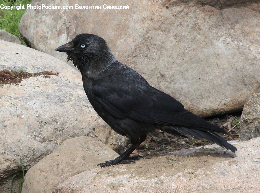 Bird, Blackbird, Crow, Ground, Soil, Rock, Outdoors