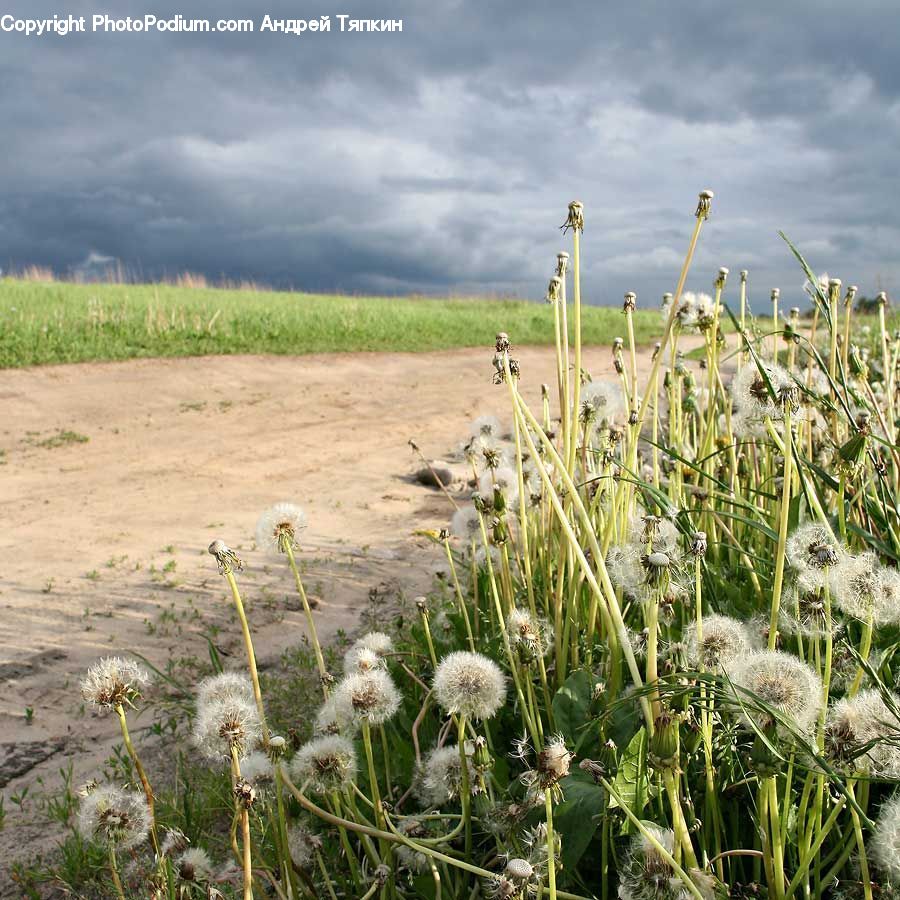 Field, Grass, Grassland, Plant, Blossom, Flora, Flower