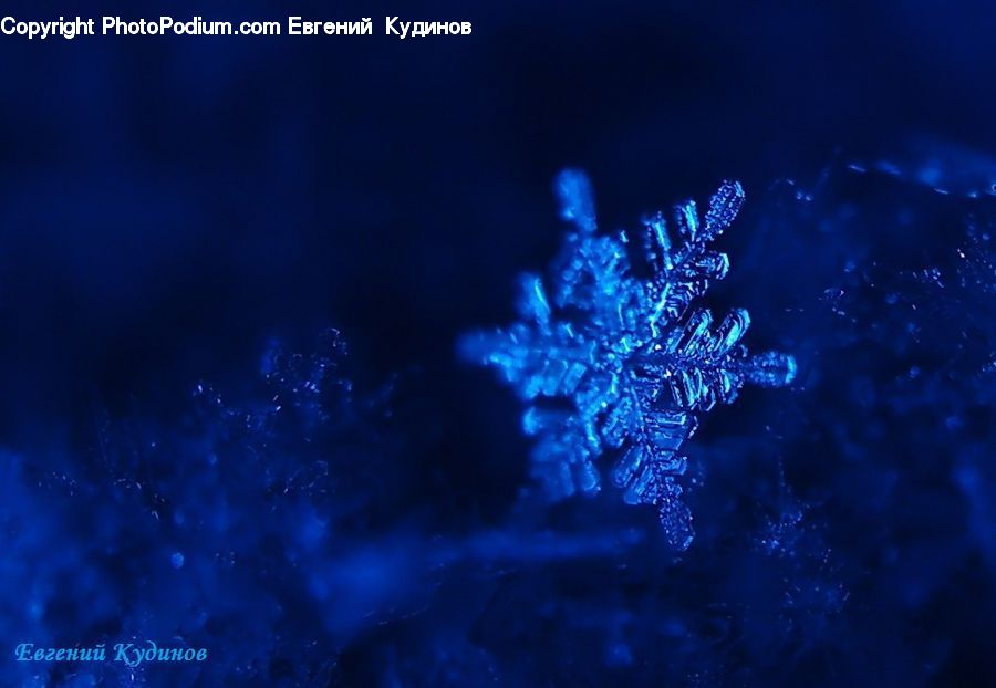 Crystal, Snowflake, Conifer, Fir, Plant, Tree, Blossom