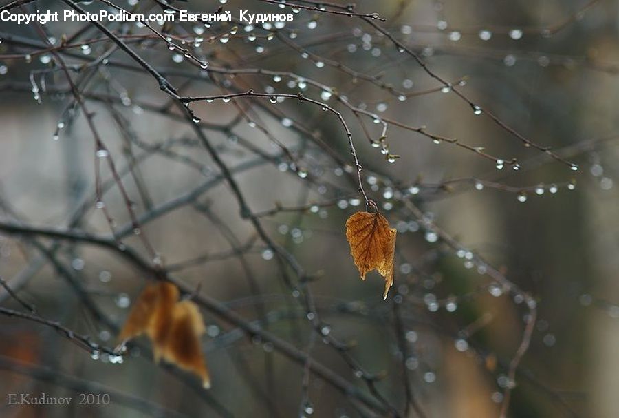Leaf, Plant, Arachnid, Garden Spider, Insect, Invertebrate, Spider