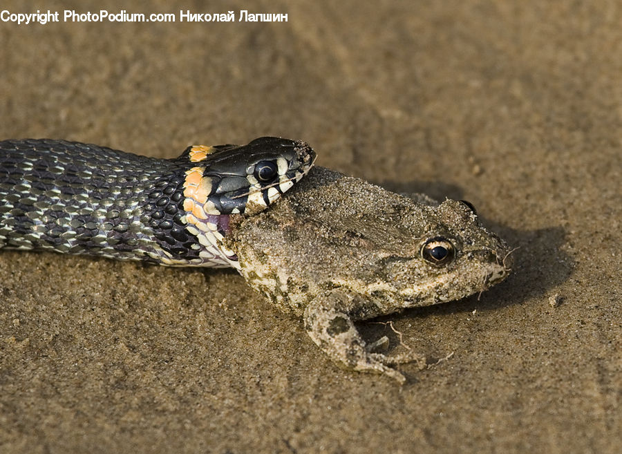 Reptile, Snake, Amphibian, Frog, Wildlife, Ground, Soil