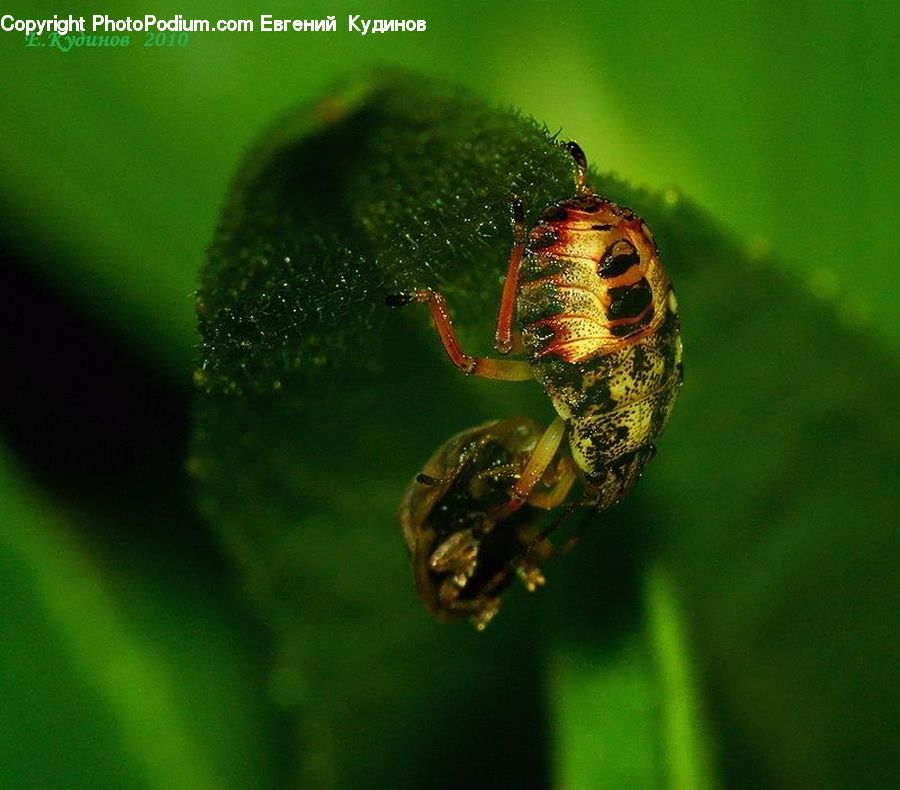 Bee, Bumblebee, Honey Bee, Insect, Invertebrate, Arachnid, Garden Spider