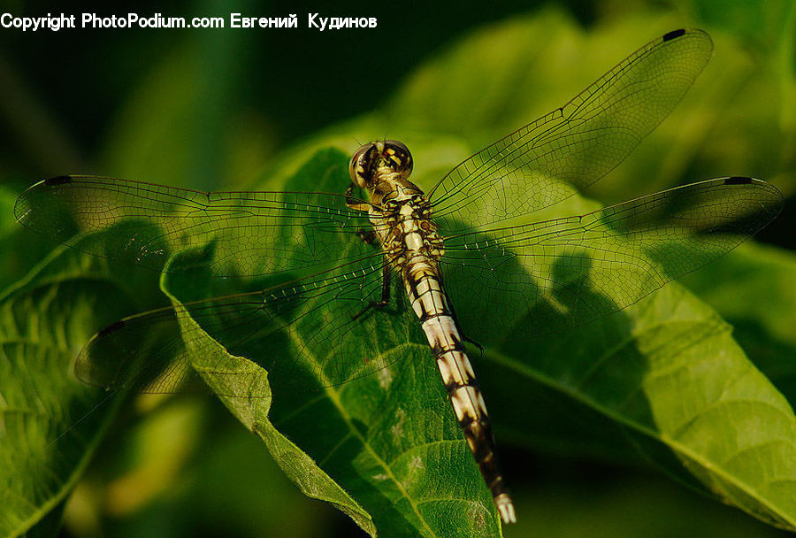 Anisoptera, Dragonfly, Insect, Invertebrate