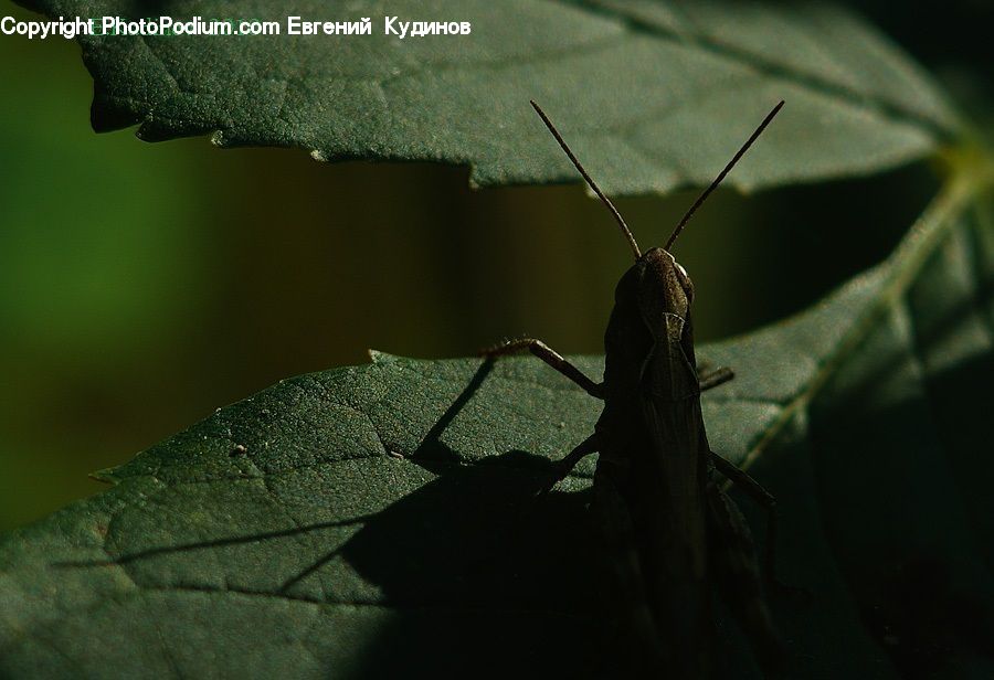 Insect, Invertebrate, Mantis, Cricket Insect, Grasshopper