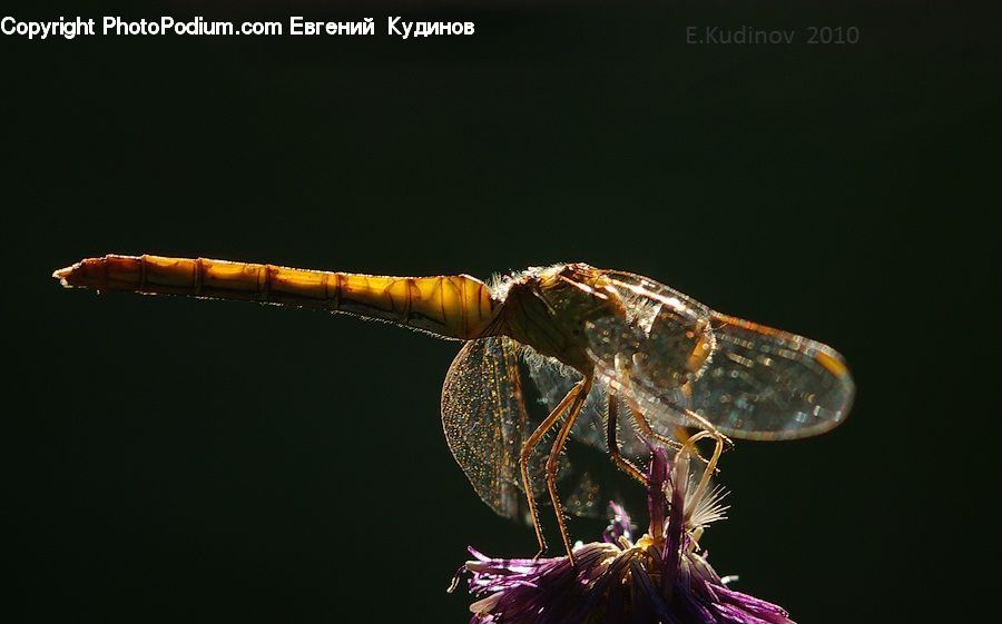 Anisoptera, Dragonfly, Insect, Invertebrate, Asilidae