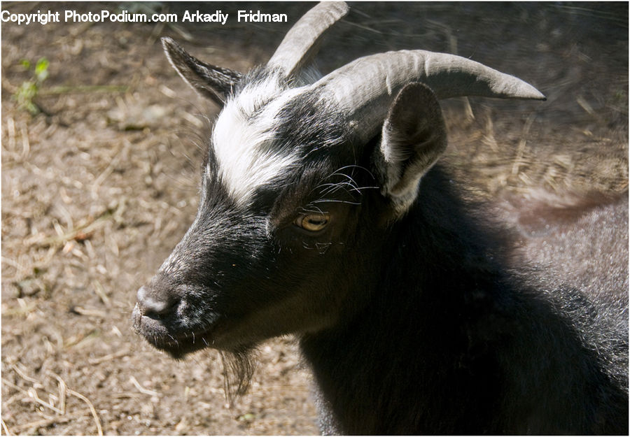 Animal, Goat, Mammal, Mountain Goat, Gazelle, Impala, Wildlife