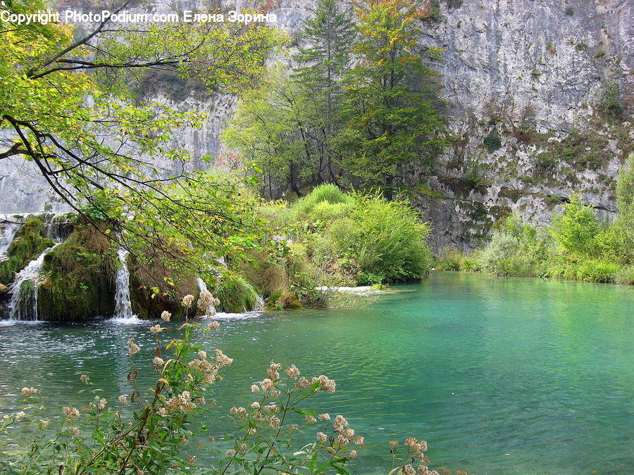 Plant, Potted Plant, Outdoors, River, Water, Waterfall, Pond