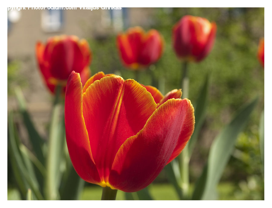 Blossom, Flora, Flower, Plant, Tulip