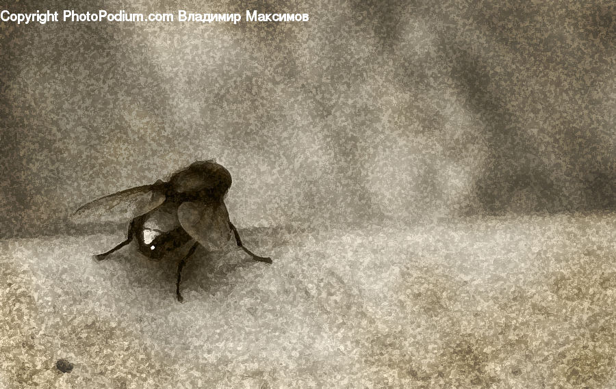 Bird, Swallow, Rock, Aphid, Insect, Invertebrate, Ant