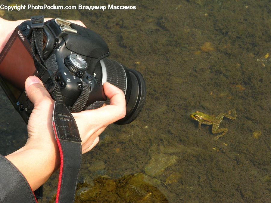 People, Person, Human, Amphibian, Frog, Wildlife
