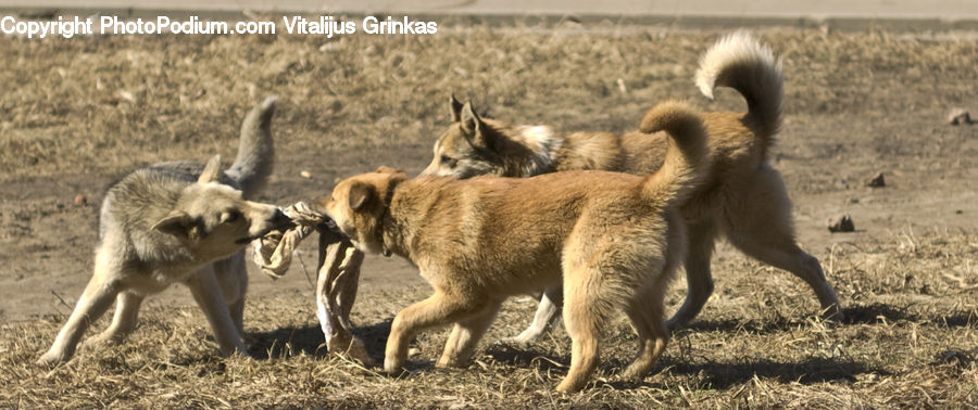 Animal, Baboon, Mammal, Monkey, Canine, Dog, Husky