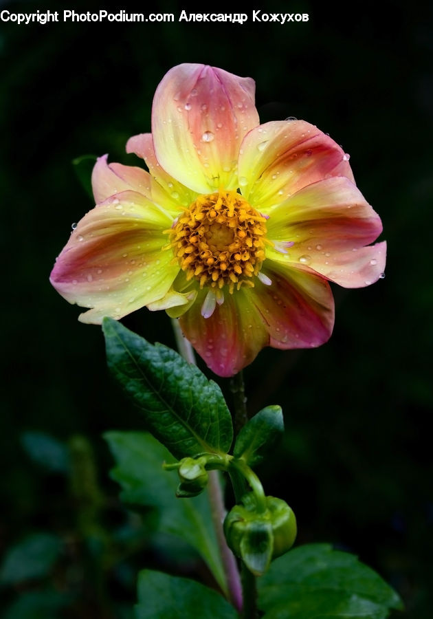 Blossom, Dahlia, Flora, Flower, Plant, Petal, Bud