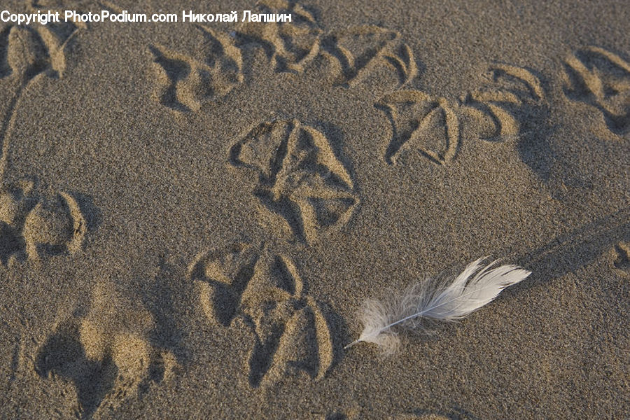 Footprint, Outdoors, Sand, Soil