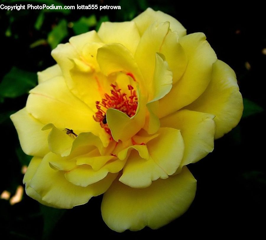 Cactus, Plant, Blossom, Flora, Flower, Gladiolus, Carnation