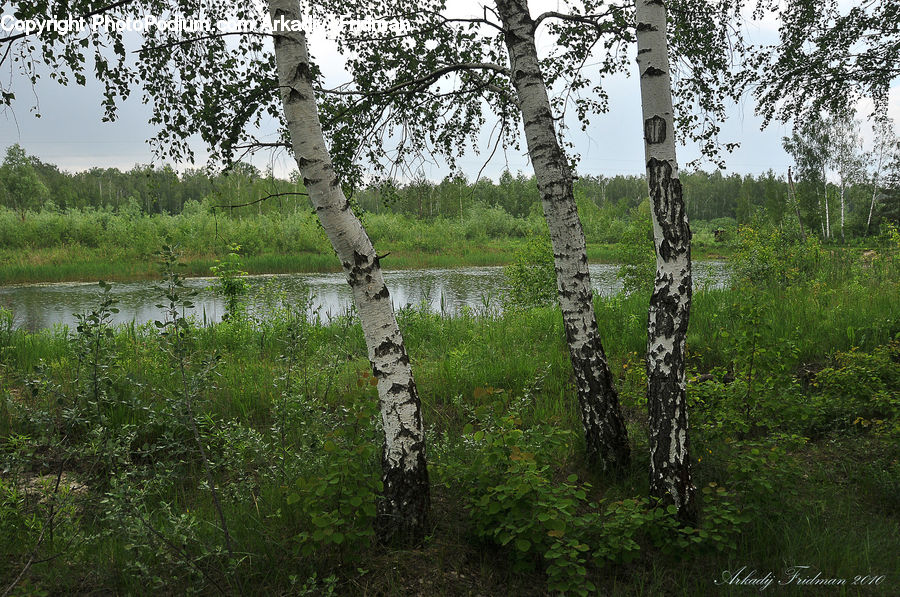 Birch, Tree, Wood, Oak, Sycamore, Tree Trunk, Land