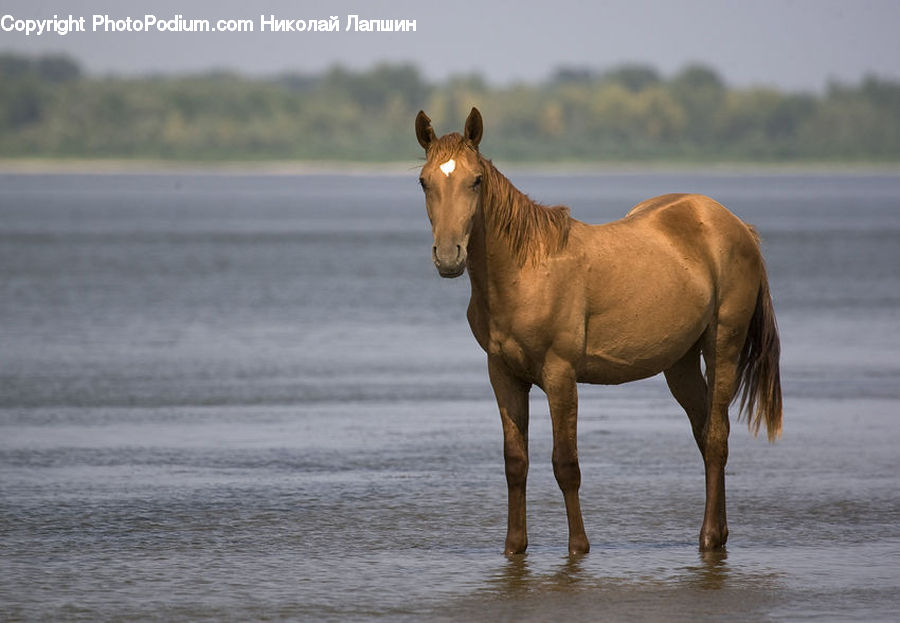 Animal, Colt Horse, Foal, Horse, Mammal, Beach, Coast