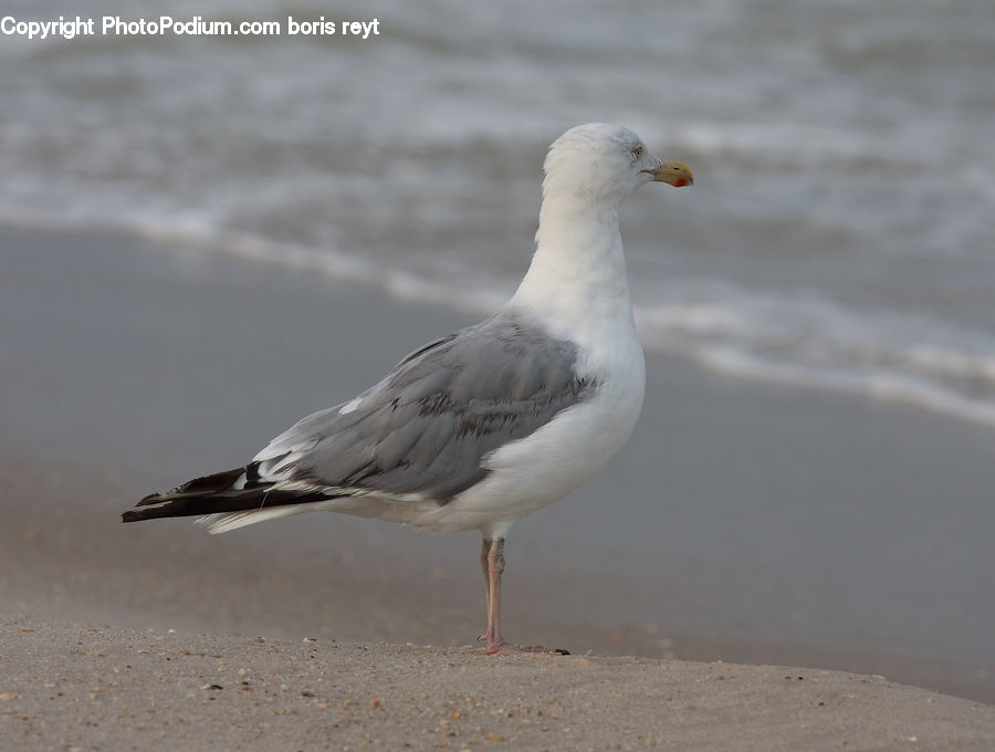 Bird, Seagull, Beach, Coast, Outdoors, Sea, Water