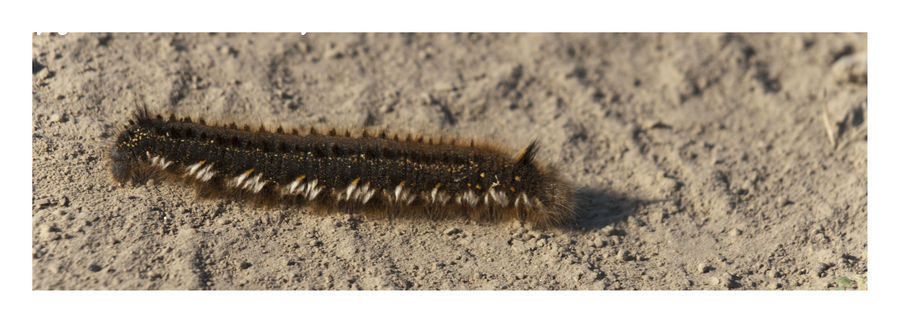 Crawling