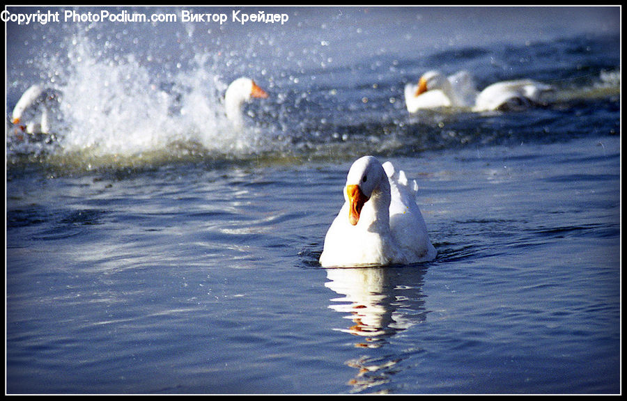Bird, Swan, Waterfowl, Beak, Duck, Teal, Leisure Activities