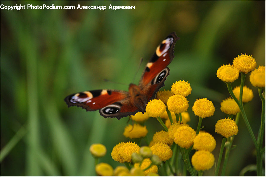 Flower, Mimosa, Plant, Butterfly, Insect, Invertebrate, Daisies