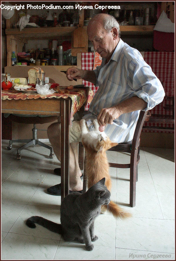 People, Person, Human, Dining Table, Furniture, Table, Abyssinian