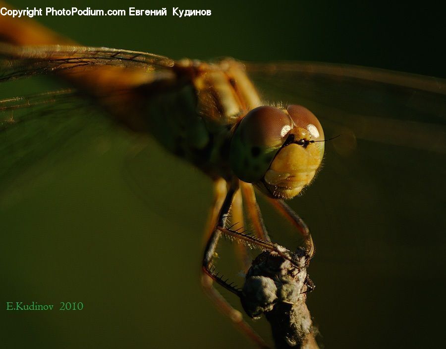 Anisoptera, Dragonfly, Insect, Invertebrate, Ant, Asilidae, Aphid